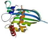 Apolipoprotein B mRNA Editing Enzyme Catalytic Polypeptide 3B (APOBEC3B)