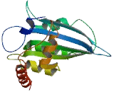 Apolipoprotein B mRNA Editing Enzyme Catalytic Polypeptide 3C (APOBEC3C)