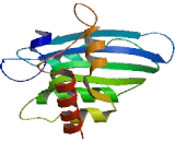 Apolipoprotein B mRNA Editing Enzyme Catalytic Polypeptide 3H (APOBEC3H)