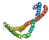 Apolipoprotein L4 (APOL4)