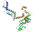 Apoptosis Antagonizing Transcription Factor (AATF)