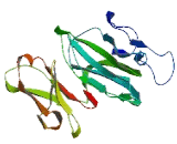 Apoptosis Related Protein 3 (APR3)