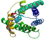 Aquaporin 6, Kidney Specific (AQP6)