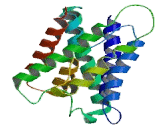 Aquaporin 8 (AQP8)