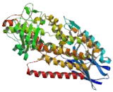 Arachidonate-15-Lipoxygenase (ALOX15)