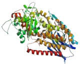 Arachidonate Lipoxygenase 3 (ALOXE3)