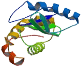 Coatomer Protein Complex Subunit Delta (COPD)