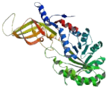 Arginine Decarboxylase (ADC)