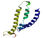 Arginine/Serine Rich Coiled Coil Protein 1 (RSRC1)