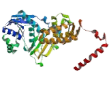 Argininosuccinate Synthetase 1 (ASS1)