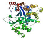 Arginyl Aminopeptidase Like Protein 1 (RNPEPL1)