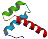 Aristaless Like Homeobox Protein 4 (ALX4)