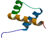 Aristaless Related Homeobox Protein (ARX)