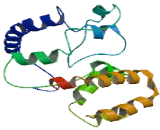 Armadillo Repeat Containing Protein 2 (ARMC2)