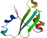 Armadillo Repeat Containing Protein, X-Linked 5 (ARMCX5)