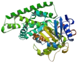 Aromatase (ARO)