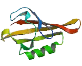 Aryl Hydrocarbon Receptor Nuclear Translocator Like Protein (ARNTL)