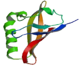 Aryl Hydrocarbon Receptor Nuclear Translocator Like Protein 2 (ARNTL2)