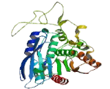 Arylacetamide Deacetylase (AADAC)