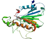 Arylacetamide Deacetylase Like Protein 2 (AADACL2)