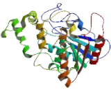 Arylacetamide Deacetylase Like Protein 3 (AADACL3)