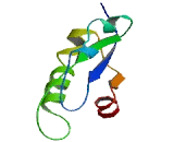 Arylacetamide Deacetylase Like Protein 4 (AADACL4)