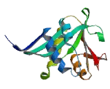 Arylalkylamine-N-Acetyltransferase (AANAT)