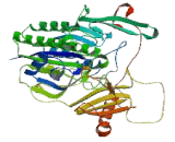 Arylsulfatase B (ARSB)