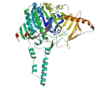 Arylsulfatase F (ARSF)