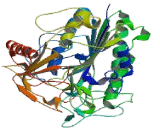 Arylsulfatase G (ARSG)