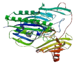 Arylsulfatase I (ARSI)