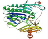 Arylsulfatase J (ARSJ)