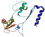 Arylsulfatase K (ARSK)