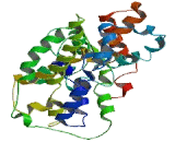 Asc Type Amino Acid Transporter 1 (ASC1)