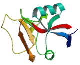 Asialoglycoprotein Receptor 1 (ASGR1)