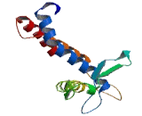 Asparagine Linked Glycosylation 1 Like Protein (ALG1L)