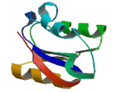 Asparagine Linked Glycosylation Protein 5 (ALG5)