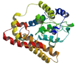 Asparagine Linked Glycosylation Protein 8 (ALG8)