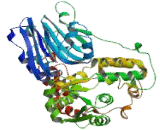 Asparagine Synthetase (ASNS)