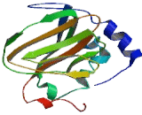 Aspartate Beta Hydroxylase (ASPH)