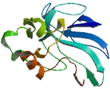 Aspartate Beta Hydroxylase Domain Containing Protein 1 (ASPHD1)