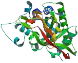 Aspartoacylase 3 (ACY3)