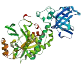 Aspartyl tRNA Synthetase (DARS)