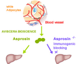 Asprosin (Asp)