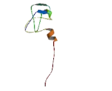 Autoimmune Regulator (AIRE)