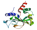 Autophagy Related Protein 10 (ATG10)