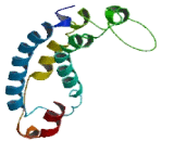 Autophagy Related Protein 16 Like Protein 2 (ATG16L2)