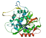 Autophagy Related Protein 4A (ATG4A)