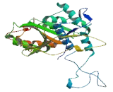 Autophagy Related Protein 4D (ATG4D)