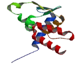 B-Cell CLL/Lymphoma 6 (Bcl6)